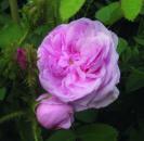 Historische Rose centifolia muscosa